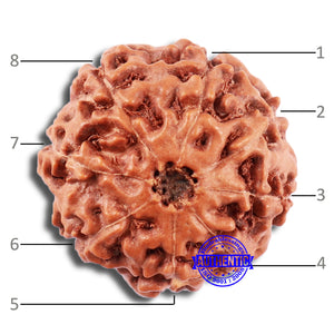 8 Mukhi Rudraksha from Indonesia - Bead No. 209