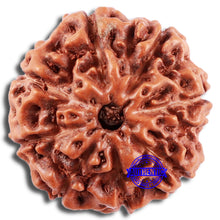 Load image into Gallery viewer, 8 Mukhi Rudraksha from Indonesia - Bead No. 209
