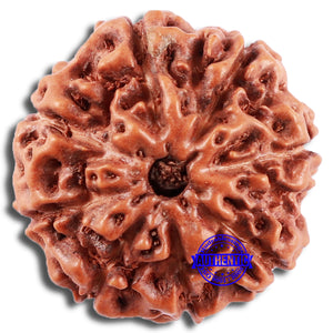 8 Mukhi Rudraksha from Indonesia - Bead No. 209