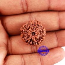 Load image into Gallery viewer, 8 Mukhi Rudraksha from Indonesia - Bead No. 209
