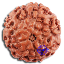 Load image into Gallery viewer, 8 Mukhi Rudraksha from Indonesia - Bead No. 20
