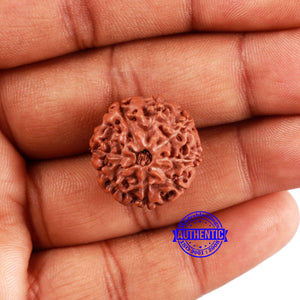 8 Mukhi Rudraksha from Indonesia - Bead No. 20