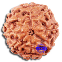 Load image into Gallery viewer, 8 Mukhi Rudraksha from Indonesia - Bead No. 211
