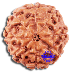 8 Mukhi Rudraksha from Indonesia - Bead No. 211