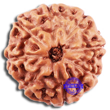 Load image into Gallery viewer, 8 Mukhi Rudraksha from Indonesia - Bead No. 211
