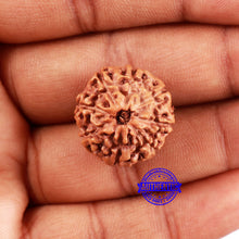 Load image into Gallery viewer, 8 Mukhi Rudraksha from Indonesia - Bead No. 211
