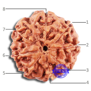 8 Mukhi Rudraksha from Indonesia - Bead No. 212