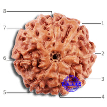 Load image into Gallery viewer, 8 Mukhi Rudraksha from Indonesia - Bead No. 214
