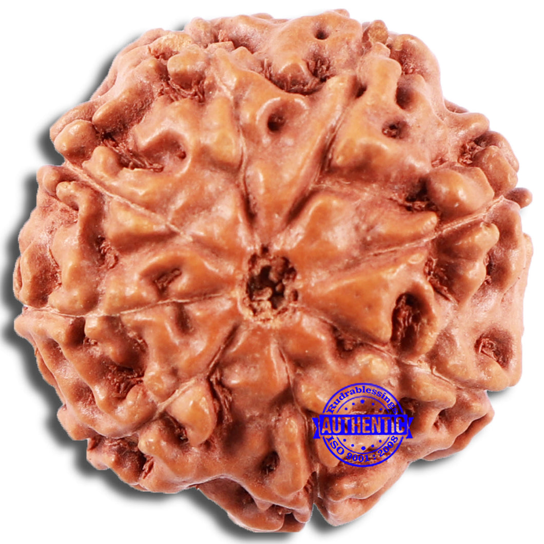 8 Mukhi Rudraksha from Indonesia - Bead No. 215