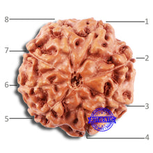 Load image into Gallery viewer, 8 Mukhi Rudraksha from Indonesia - Bead No. 215
