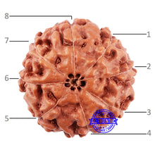 Load image into Gallery viewer, 8 Mukhi Rudraksha from Indonesia - Bead No. 216
