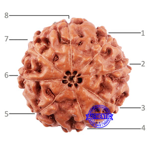 8 Mukhi Rudraksha from Indonesia - Bead No. 216