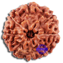 Load image into Gallery viewer, 8 Mukhi Rudraksha from Indonesia - Bead No. 216
