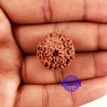 Load image into Gallery viewer, 8 Mukhi Rudraksha from Indonesia - Bead No. 216
