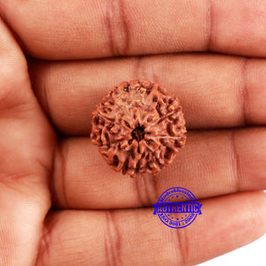 8 Mukhi Rudraksha from Indonesia - Bead No. 216