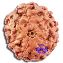 Load image into Gallery viewer, 8 Mukhi Rudraksha from Indonesia - Bead No. 217
