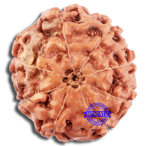 8 Mukhi Rudraksha from Indonesia - Bead No. 217