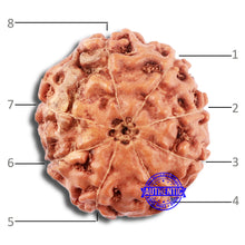 Load image into Gallery viewer, 8 Mukhi Rudraksha from Indonesia - Bead No. 217
