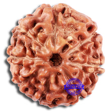 Load image into Gallery viewer, 8 Mukhi Rudraksha from Indonesia - Bead No. 217
