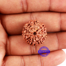 Load image into Gallery viewer, 8 Mukhi Rudraksha from Indonesia - Bead No. 217
