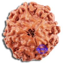 Load image into Gallery viewer, 8 Mukhi Rudraksha from Indonesia - Bead No. 218
