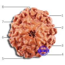 Load image into Gallery viewer, 8 Mukhi Rudraksha from Indonesia - Bead No. 218
