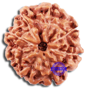 8 Mukhi Rudraksha from Indonesia - Bead No. 218