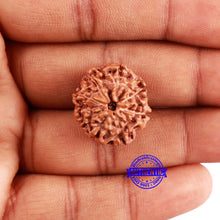 Load image into Gallery viewer, 8 Mukhi Rudraksha from Indonesia - Bead No. 218
