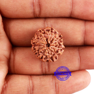 8 Mukhi Rudraksha from Indonesia - Bead No. 218