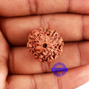 8 Mukhi Rudraksha from Indonesia - Bead No. 219