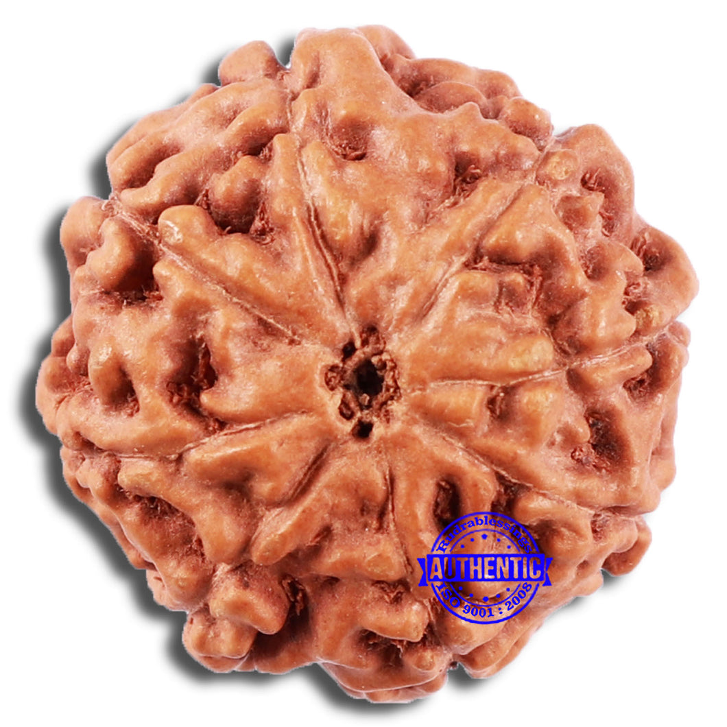 8 Mukhi Rudraksha from Indonesia - Bead No. 223