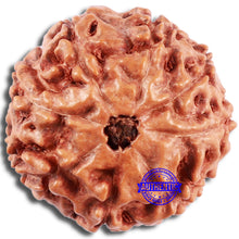 Load image into Gallery viewer, 8 Mukhi Rudraksha from Indonesia - Bead No. 224
