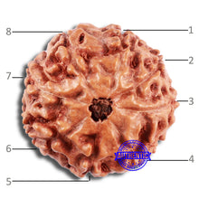 Load image into Gallery viewer, 8 Mukhi Rudraksha from Indonesia - Bead No. 224
