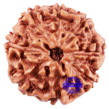 Load image into Gallery viewer, 8 Mukhi Rudraksha from Indonesia - Bead No. 224
