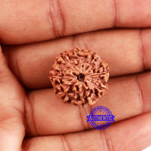 Load image into Gallery viewer, 8 Mukhi Rudraksha from Indonesia - Bead No. 224
