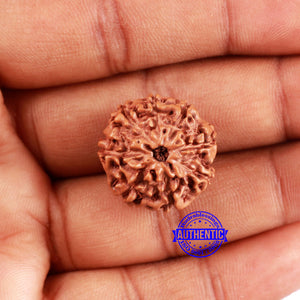 8 Mukhi Rudraksha from Indonesia - Bead No. 224