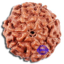 Load image into Gallery viewer, 8 Mukhi Rudraksha from Indonesia - Bead No. 225
