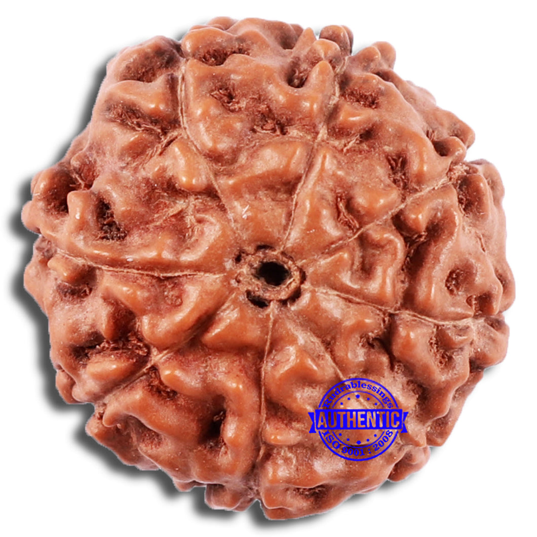 8 Mukhi Rudraksha from Indonesia - Bead No. 225