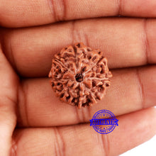 Load image into Gallery viewer, 8 Mukhi Rudraksha from Indonesia - Bead No. 225
