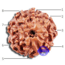 Load image into Gallery viewer, 8 Mukhi Rudraksha from Indonesia - Bead No. 226
