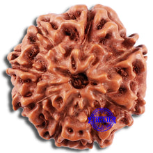 Load image into Gallery viewer, 8 Mukhi Rudraksha from Indonesia - Bead No. 226
