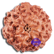 Load image into Gallery viewer, 8 Mukhi Rudraksha from Indonesia - Bead No. 228
