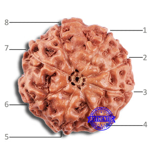 8 Mukhi Rudraksha from Indonesia - Bead No. 228