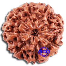 Load image into Gallery viewer, 8 Mukhi Rudraksha from Indonesia - Bead No. 228
