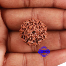 Load image into Gallery viewer, 8 Mukhi Rudraksha from Indonesia - Bead No. 228
