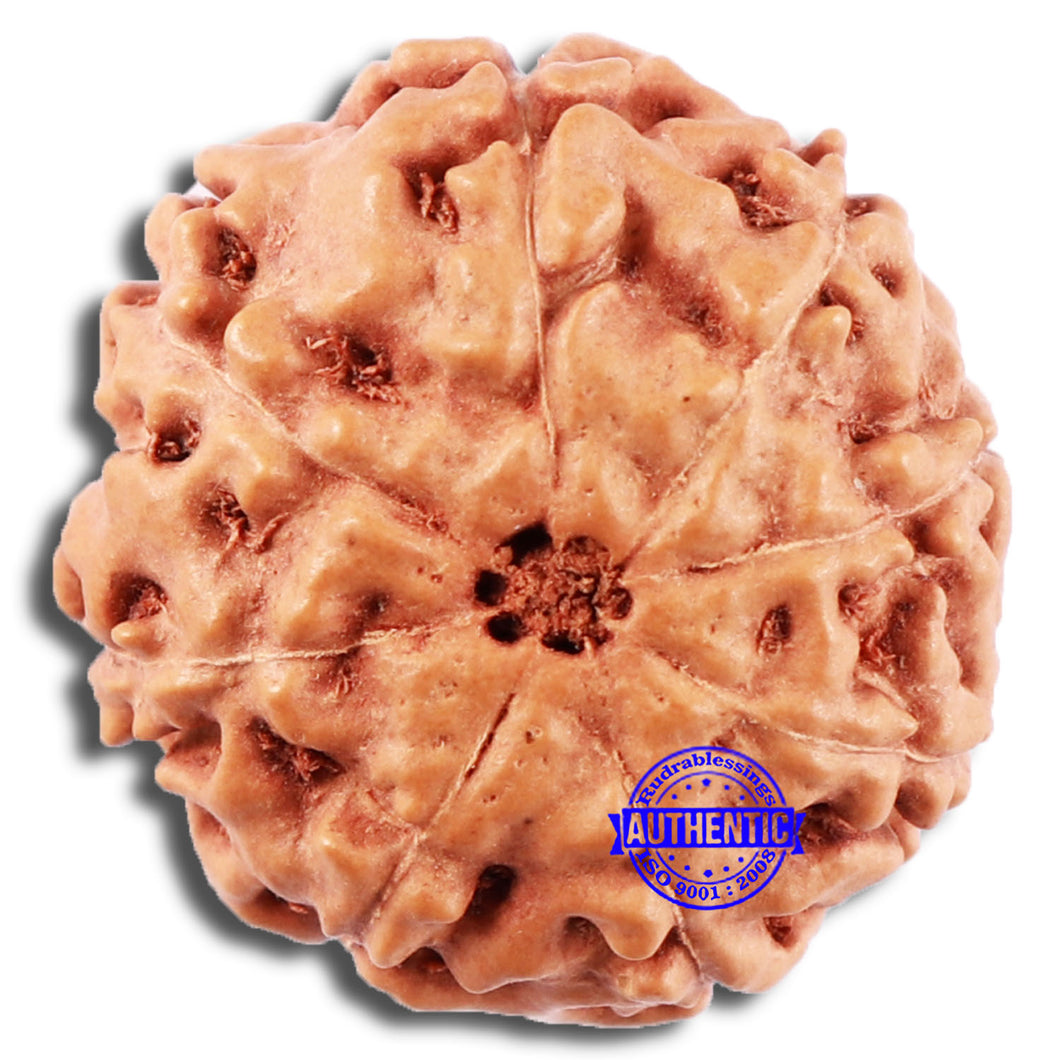 8 Mukhi Rudraksha from Indonesia - Bead No. 22