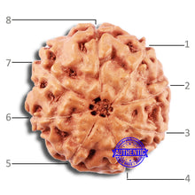 Load image into Gallery viewer, 8 Mukhi Rudraksha from Indonesia - Bead No. 22
