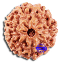 Load image into Gallery viewer, 8 Mukhi Rudraksha from Indonesia - Bead No. 22
