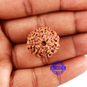 8 Mukhi Rudraksha from Indonesia - Bead No. 22