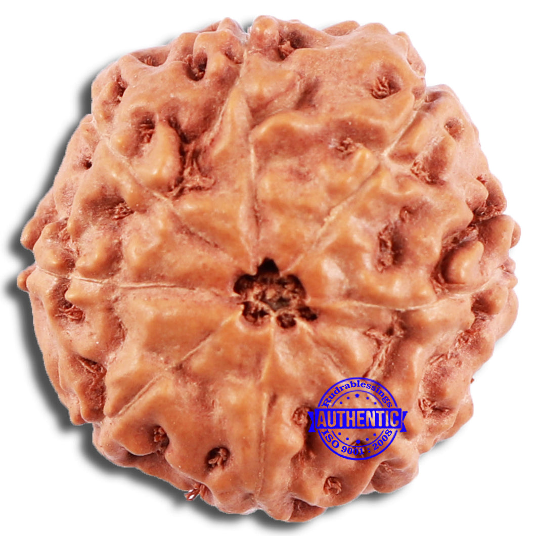 8 Mukhi Rudraksha from Indonesia - Bead No. 230